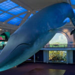 blue-whale-exhibit-amnh
