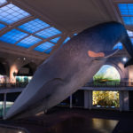 blue-whale-exhibit-amnh-bandaid