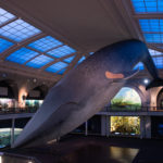 blue-whale-exhibit-amnh-bandaid